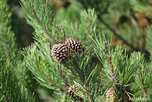 Pine cones in tree