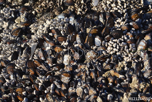 Sea Shells Texture